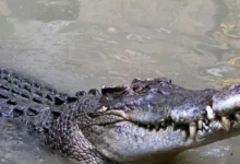 Padre es devorado por un enorme cocodrilo frente a su hijo