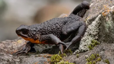 Justicia detiene ampliación de vía en Cotopaxi por rana Jambato