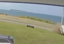 Video | Hombre de 78 años muere tras ser atropellado