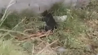 Latacunga 5 perros envenenados en Belisario Quevedo.