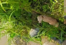 Perro fue rescatado de la muerte en un río en Cumandá