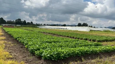 Sube el precio del fréjol en Pangua tras pérdidas del 40%.