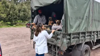 Ejército esteriliza 15 perros comunitarios en Riobamba