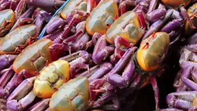 Veda del cangrejo 2026: fechas, prohibiciones y cuándo volver a comerlo