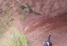 Perro en peligro fue rescatado por Bomberos de Chambo