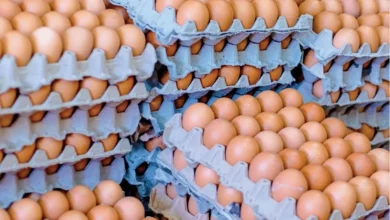 Sobreproducción de huevos en Ecuador provoca baja de precios.