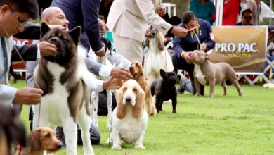 Exposición canina “Cumbre de Campeones” se realizará en abril en Riobamba.