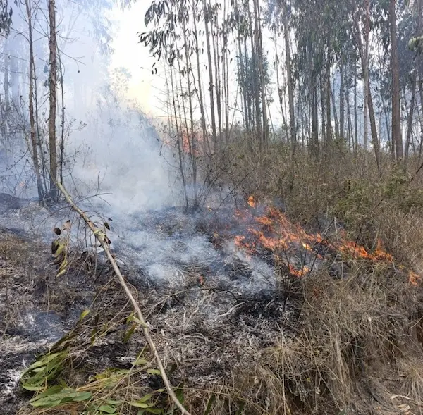 Incendio forestal en San Andrés afecta 1.600 m²