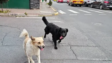 ¿Cómo denunciar maltrato animal en Riobamba?
