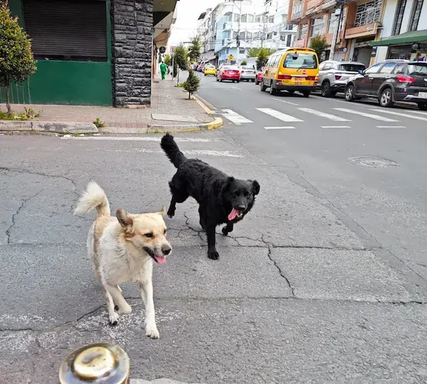 ¿Cómo denunciar maltrato animal en Riobamba?